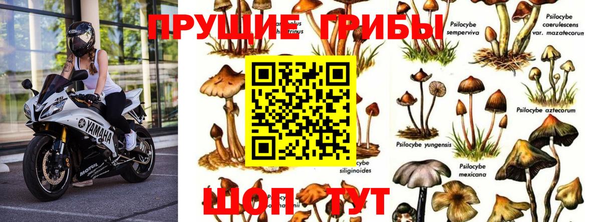 Галлюциногенные грибы GOLDEN TEACHER  Галлюциногенные грибы Magic Shrooms  Вход с VPN  Краснодар 